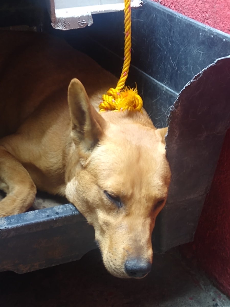 Ari_Arciniega6's tweet image. Canelo de tan solo 2 años  amarrado Todos los días le castigan Debe ser rescatado de ahí prontamente CDMX Pero Necesita un humano quien le brinde 🏠donde ser feliz sin castigos Ni malos tratos Si deseas brindarle a Canelo una segunda oportunidad 
Escribeme ✍️aquí 👇 Rt porfavor