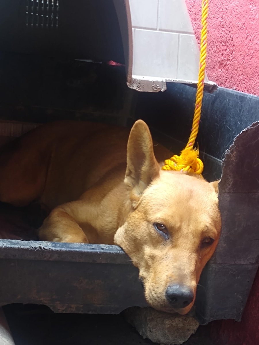 Ari_Arciniega6's tweet image. Canelo de tan solo 2 años  amarrado Todos los días le castigan Debe ser rescatado de ahí prontamente CDMX Pero Necesita un humano quien le brinde 🏠donde ser feliz sin castigos Ni malos tratos Si deseas brindarle a Canelo una segunda oportunidad 
Escribeme ✍️aquí 👇 Rt porfavor