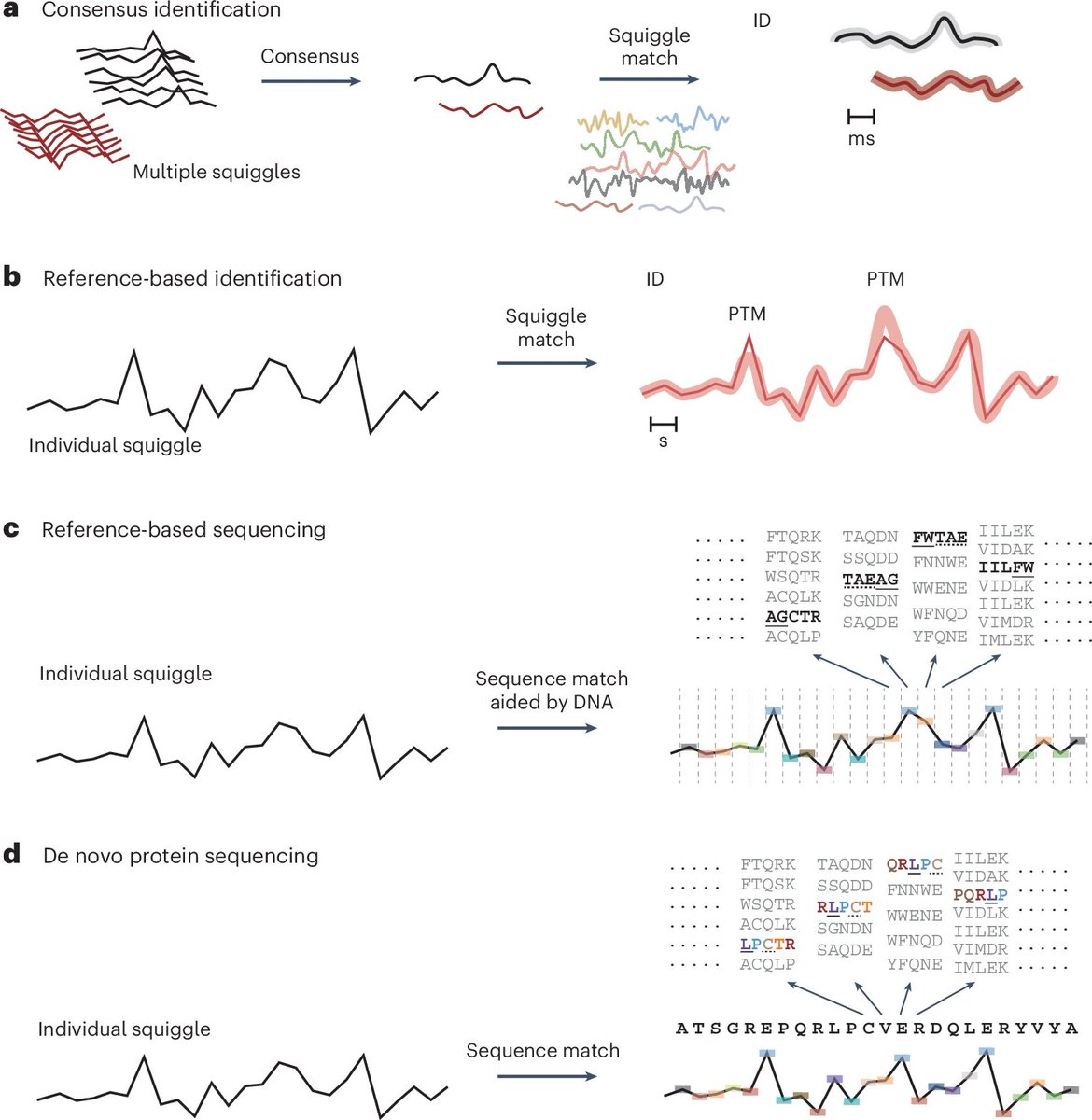 [Review]Toward single-molecule protein sequencing using nanopores. Author predict that, more likely than not, nanopores will be capable of identifying full-length proteins at the single-molecule level and with single-amino acid resolution, paving the way to single-molecule