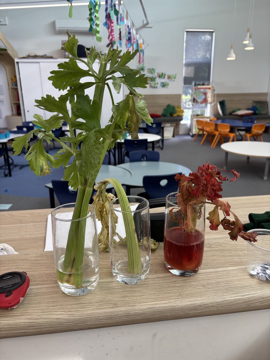 MHOCSTEM's tweet photo. Kinder Greenhouses and celery experiment. 🫛🫘 https://t.co/Ur1z5DAUNn