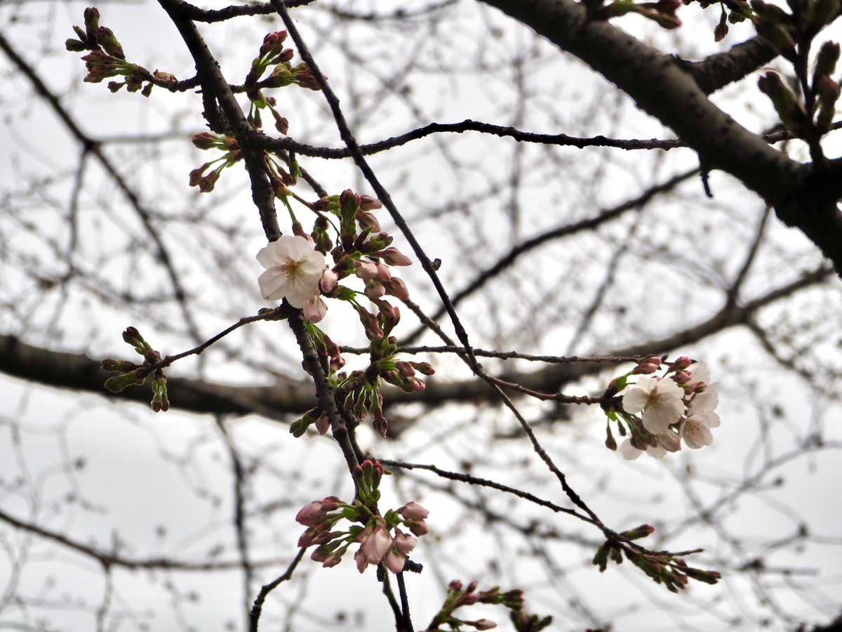 今朝の桜の様子です。
先週末があたたかかったからか、ちらほら桜が咲き始めました♪

＊-＊-＊-＊-＊-＊-＊-＊-＊-＊-＊-＊-＊-＊-＊-＊-＊-＊-＊-＊
桜ライトアップ　3/21～4/3
サクラマルシェ　3/22　13時～19時（終了しました）
itabashi-kanko.jp/pickup/detail?…