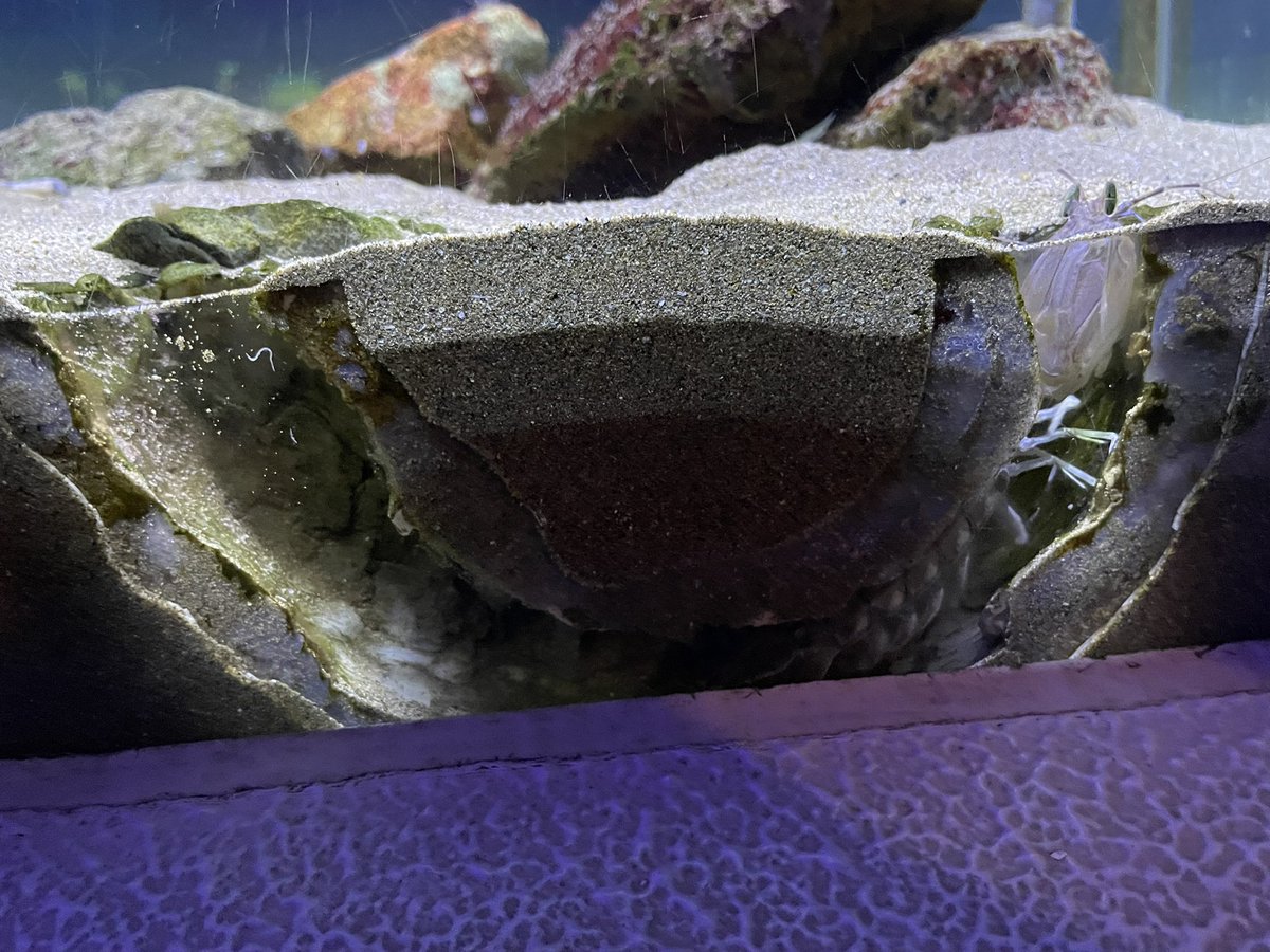 darumashark's tweet photo. 2025.3.19

先日は姫路市立水族館さんにお邪魔しました。

播磨の里山里海をテーマにした水族館で淡水や日本近海の生き物たちが多く展示されていました。

また生き物の見せ方や引き出しを使った解説など展示面もすごく惹かれるものばかりでした。 https://t.co/Xpu5koUV6u