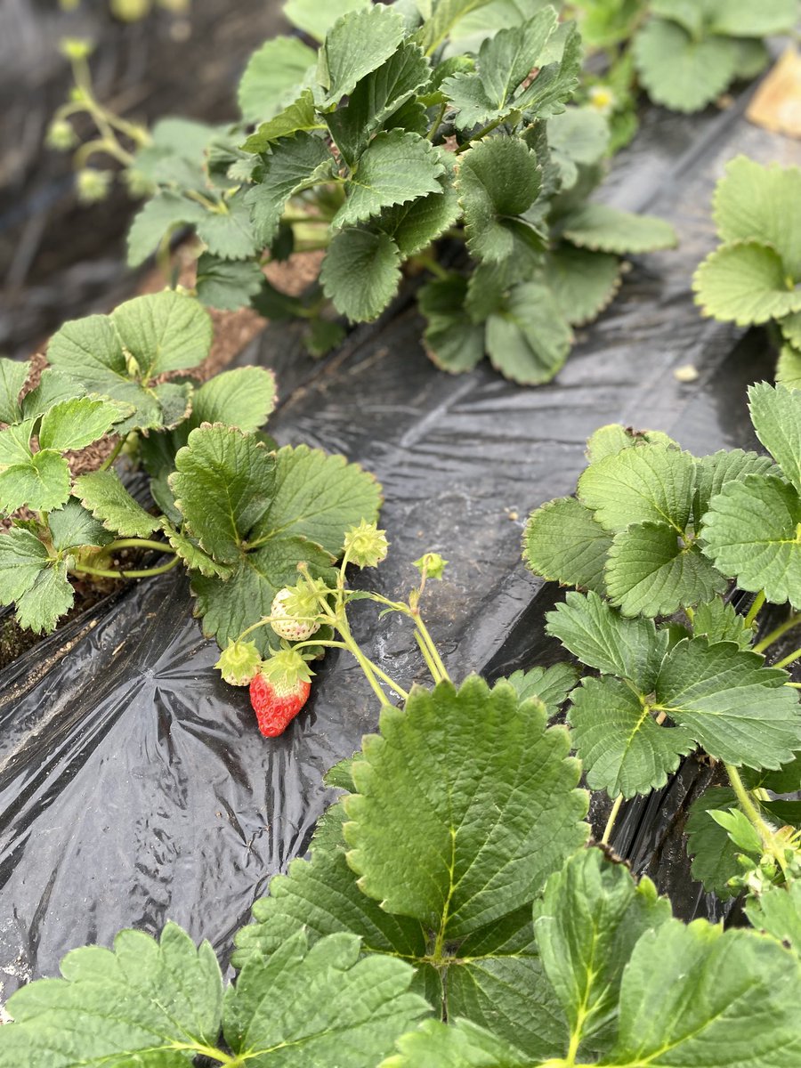 いちご狩りって夢がある🍓
けど、予想以上に食べれない…
同じ値段で、スーパーのいちご買えば結構満足できると思うけど、やっぱりいちご狩りに行ってしまう。
今年も狩ってきましたよ、いちご🍓🍓🍓