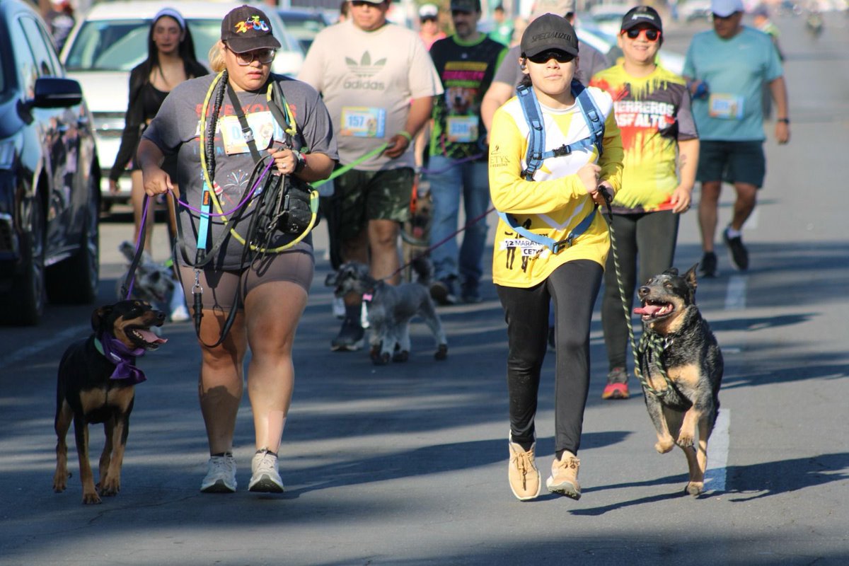 #UniendoEsfuerzos con #IMDECUF, <a href="/MexicaliDspm/">Policía Municipal</a> y la asociación "Gente por los animales", se llevó a cabo la undécima edición de la carrera “Guardián Responsable”, donde decenas de familias se dieron cita para disfrutar del evento. 🏅🐕🐩🐶

#GobiernoDeMexicali