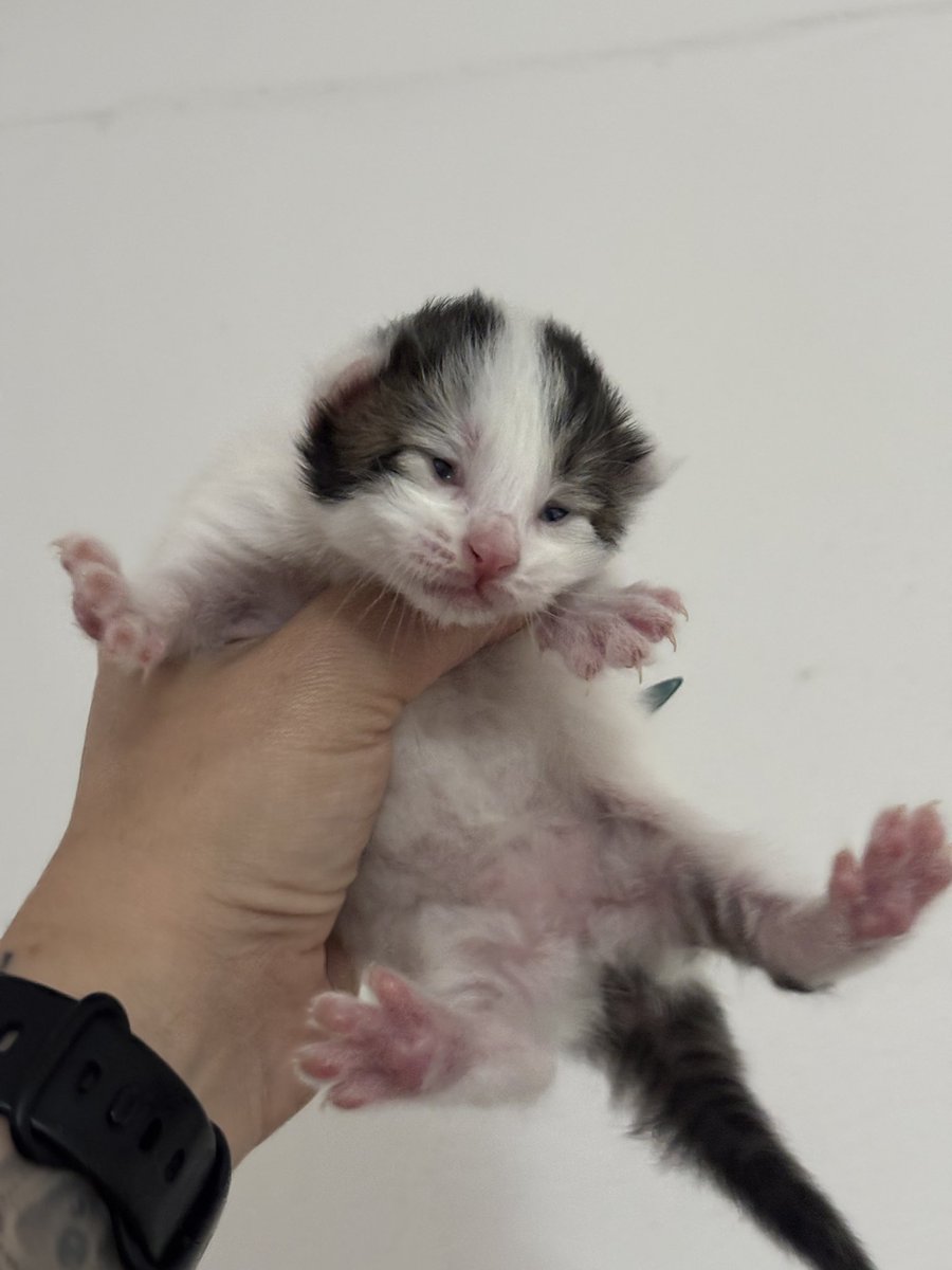 obviouslyawitch's tweet photo. oigan, otra cosa. se nos metió una gatita embarazada al garage y…tuvo a sus bebés. les traigo a 4 bolitas de pelo que necesitan casa. #RT por favor! https://t.co/5tuQyrexHJ