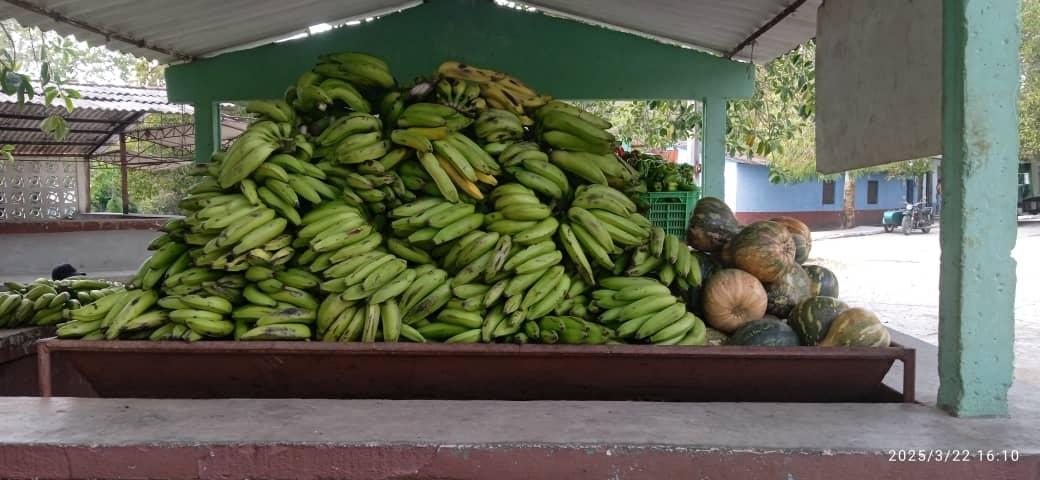 Como cada domingo , feria agropecuaria y comercial en SanctiSpíritus.#CubaVencerá.#SanctiSpíritusEnMarcha <a href="/AsambleaCuba/">Asamblea Nacional Cuba</a> <a href="/DiazCanelB/">Miguel Díaz-Canel Bermúdez</a> <a href="/DrRobertoMOjeda/">Dr. Roberto Morales Ojeda</a> <a href="/DeivyPrezMartn1/">Deivy Pérez Martín</a> <a href="/AlexisLorente74/">Alexis Lorente Jiménez</a> <a href="/MMarreroCruz/">Manuel Marrero Cruz</a> <a href="/MEspirituana/">@MariposaEspirituana</a>