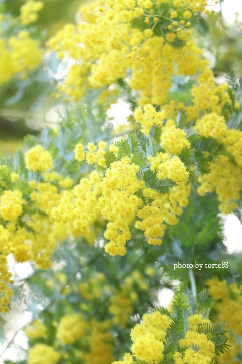 𓂂𓏲✽𖡼

      ｺｺﾛが躍る
         笑顔をもらって(ꕤ ॑꒳ ॑*)ﾉ💛

　　　　　　𓈒𓐍 ✽ 𝚖𝚒𝚖𝚘𝚜𝚊 ✽ꔛ*ﾟ🌱