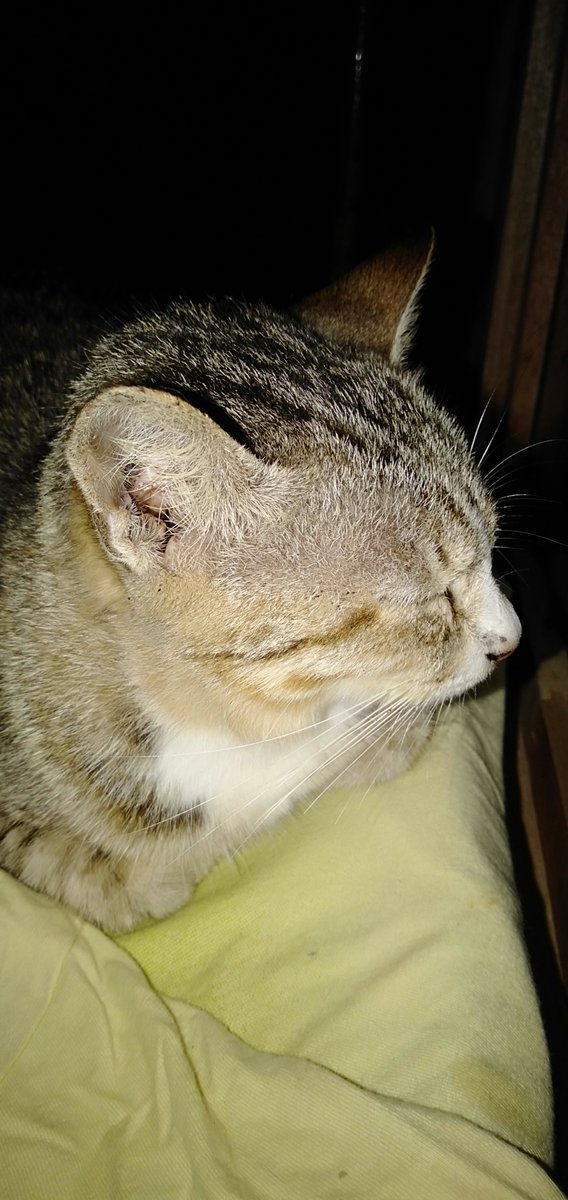 Poto terakhir cino 😭, maaf terlalu mencintaimu sehingga menjadi beban. Aku tinggal pergi badannya sehat, pas aku datang malah sakit berakhir mati 😣, maaf kehadiranku menyakitimu 😞