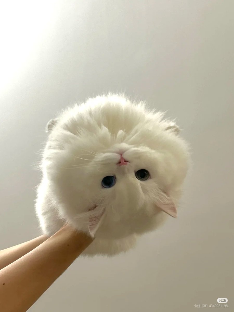 nocontextscats's tweet photo. cotton https://t.co/NPGRJor6ms