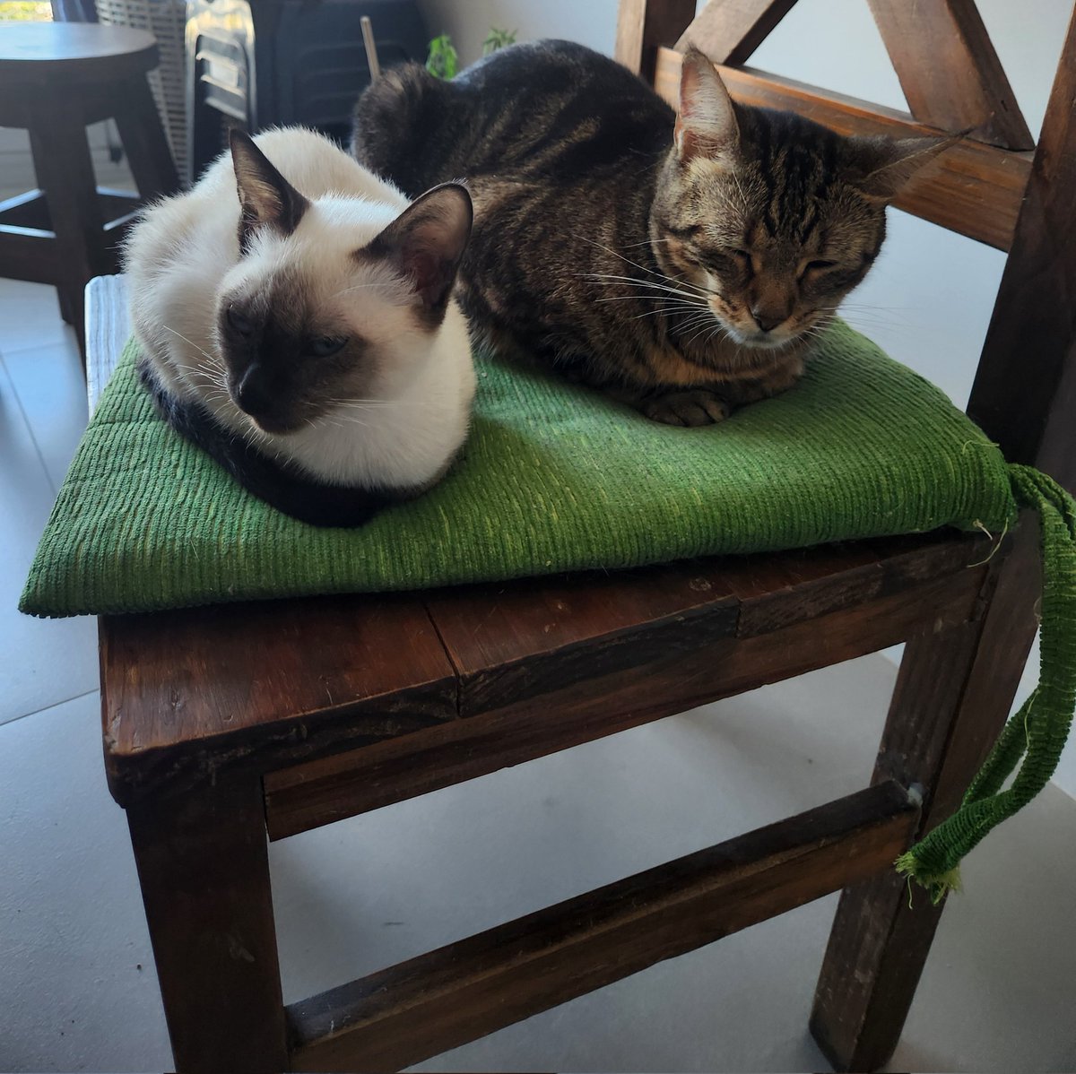 GVictoriaMelina's tweet photo. @libertarialulet Hola! Yo adopte a una gata adulta y un cachorro! Me los trajeron a mi casa y todo. Y por el chiquito hasta me hicieron firmar un contrato ya que es judicializado y como si fuera poco, me ofrecieron  ayudarme a presentarlos a los dos.   Me parece q te falta investigar. https://t.co/ZKZU7dW2Tz