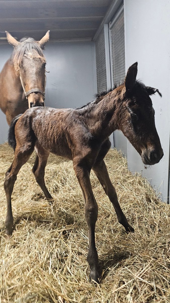 Endeavor Farm KY (@endeavorfarmky) on Twitter photo Justleaveitalone welcomed this giant Maclean's Music colt right as the storms rolled through this evening. Congrats to Aithon Stable on the handsome new addition! <a href="/HillnDaleFarm/">Hill 'n' Dale Farms</a> #stormynight #stormborn #foalsof2025 #thunderrolls #thoroughbred Justleaveitalone welcomed this giant Maclean's Music colt right as the storms rolled through this evening. Congrats to Aithon Stable on the handsome new addition! <a href="/HillnDaleFarm/">Hill 'n' Dale Farms</a> #stormynight #stormborn #foalsof2025 #thunderrolls #thoroughbred