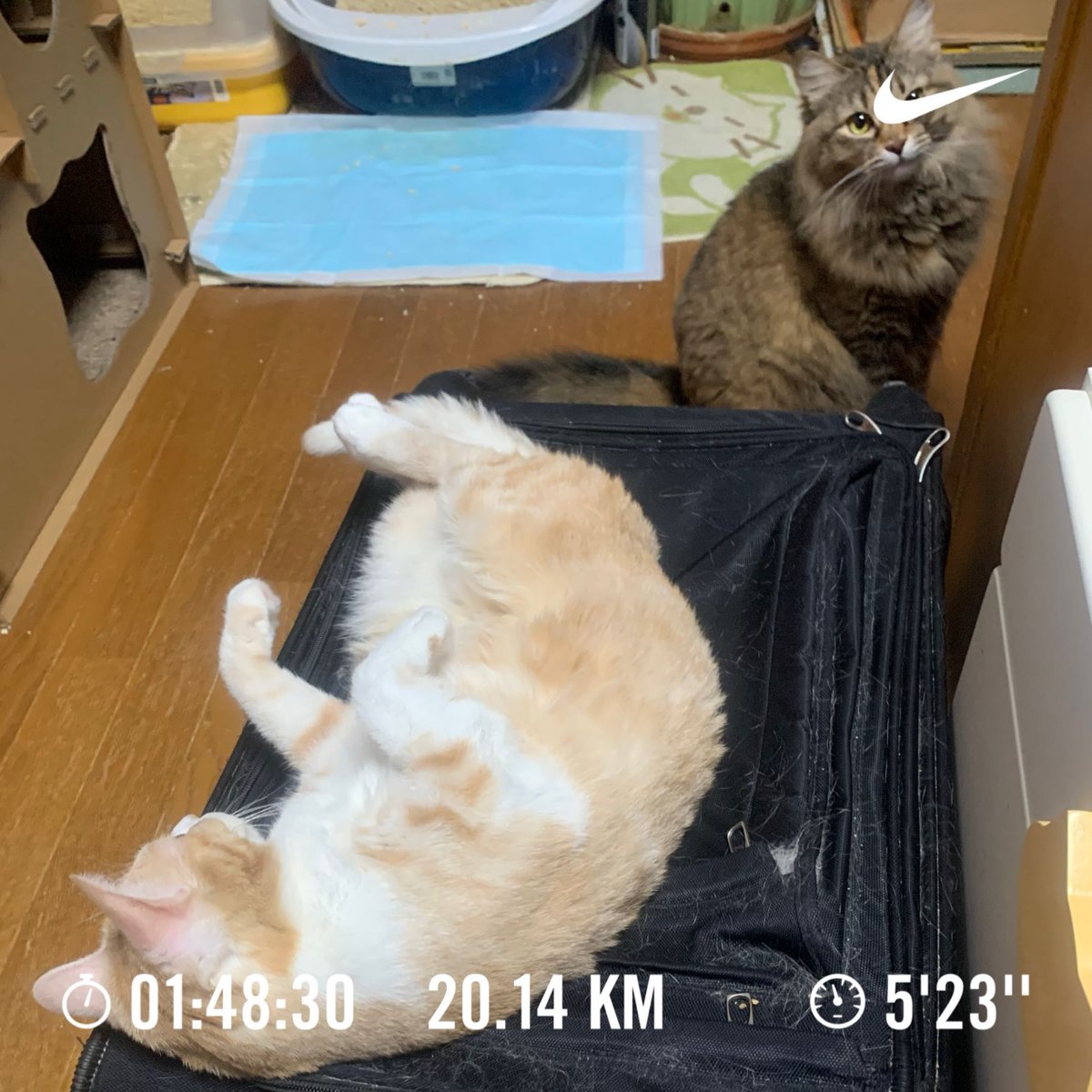 くろのす@12／7湘南国際マラソン (@cronoszx12r) on Twitter photo 