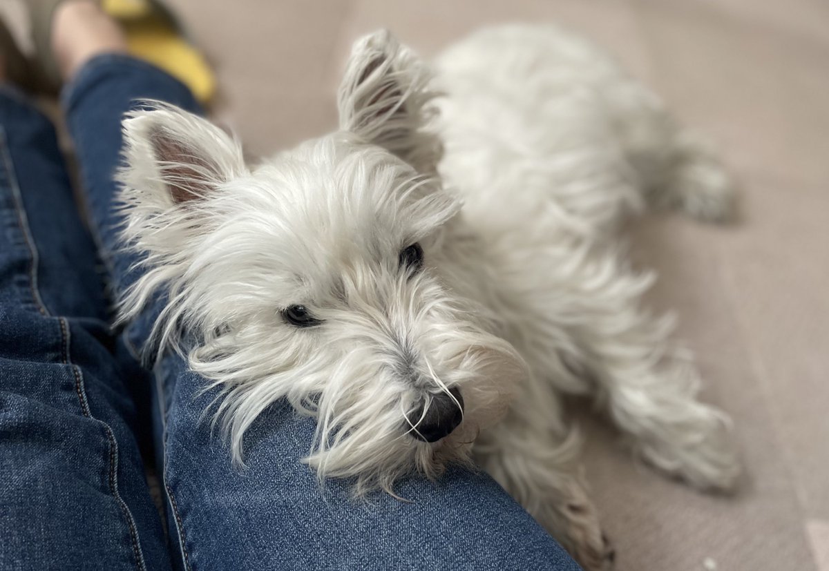 甘えん坊ピノちゃん💕
可愛いから出かけるのやめようかな😆
#ウエストハイランドホワイトテリア  #ウエスティ #WESTIE #westhighlandwhiteterrier  #犬のいる暮らし