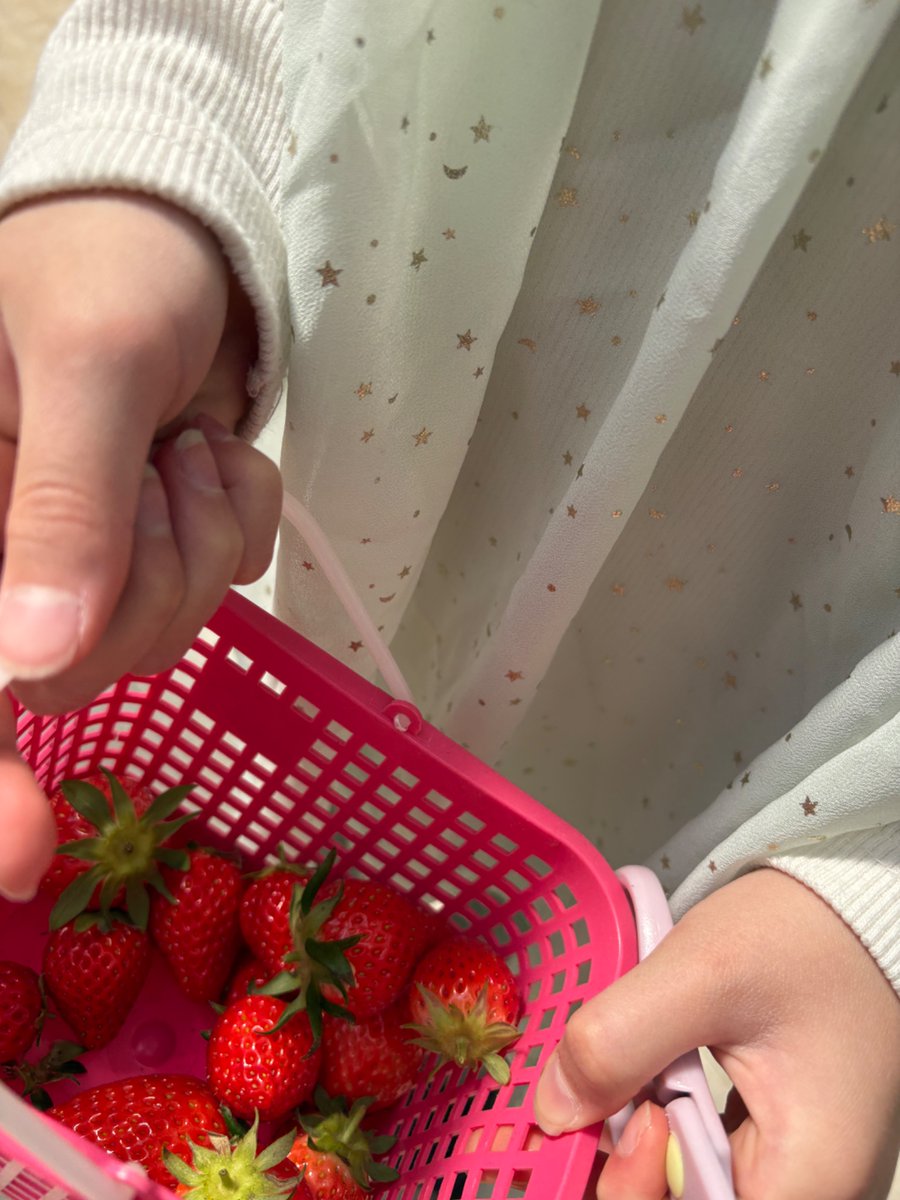 MisuTomatoFarm's tweet photo. いちご狩り　開催中🍓
団体のお客様は15名様以上で貸切可能です。
ご予約はこちらから
↓

https://t.co/IvPRTDTNie

#船橋市 #いちご狩り#西船橋
#団体様も大歓迎 https://t.co/NxLJcKeneS