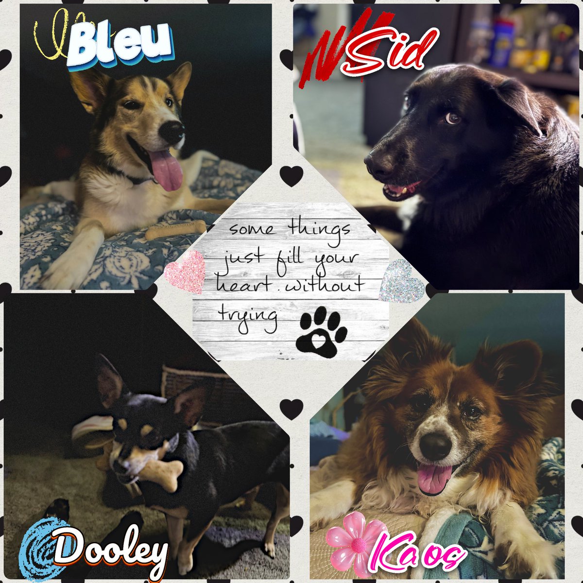 I luv my crazy dogs &amp; I’m so happy that I rescued all three boys, the girl was from a breeder❤️🐶♥️🐶♥️🐶♥️🐶❤️