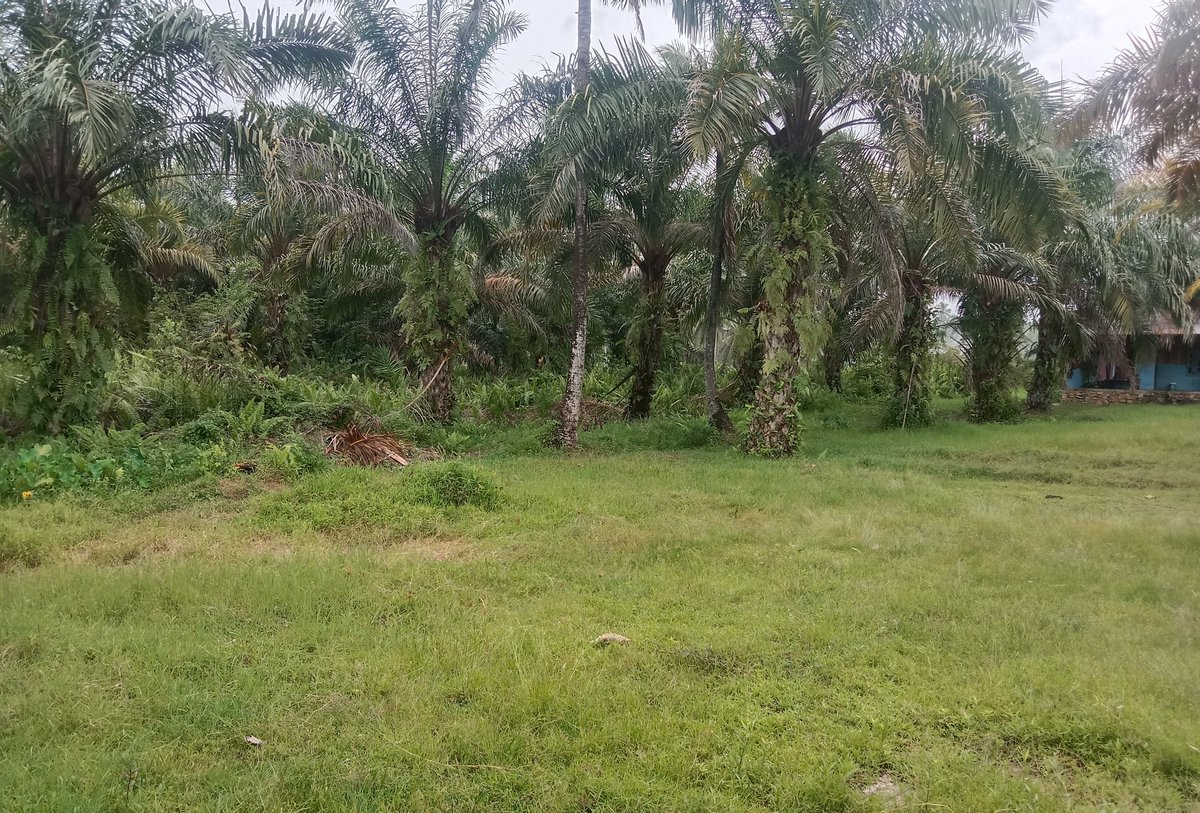 Di bulan Ramadhan ini kami berdoa saja dulu. Semoga di tempat ini nanti terbangun lokal kelas untuk adik-adik santri Tahfizd yatim dhuafa belajar Qur'an, menghafal dan belajar ilmu agama lainnya. Aamiin. 

Mohon do'anya ya sahabat Muhsinin🙏🏻

#Ramadan2025