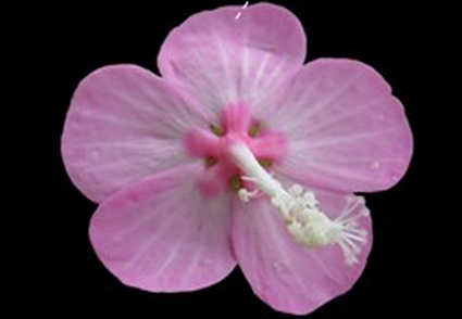 Phytotaxa's tweet image. A #newspecies of Pavonia (#Malvaceae, Malvoideae) from Mato Grosso, #Brazil 
phytotaxa.mapress.com/pt/article/vie… 
#Taxonomy