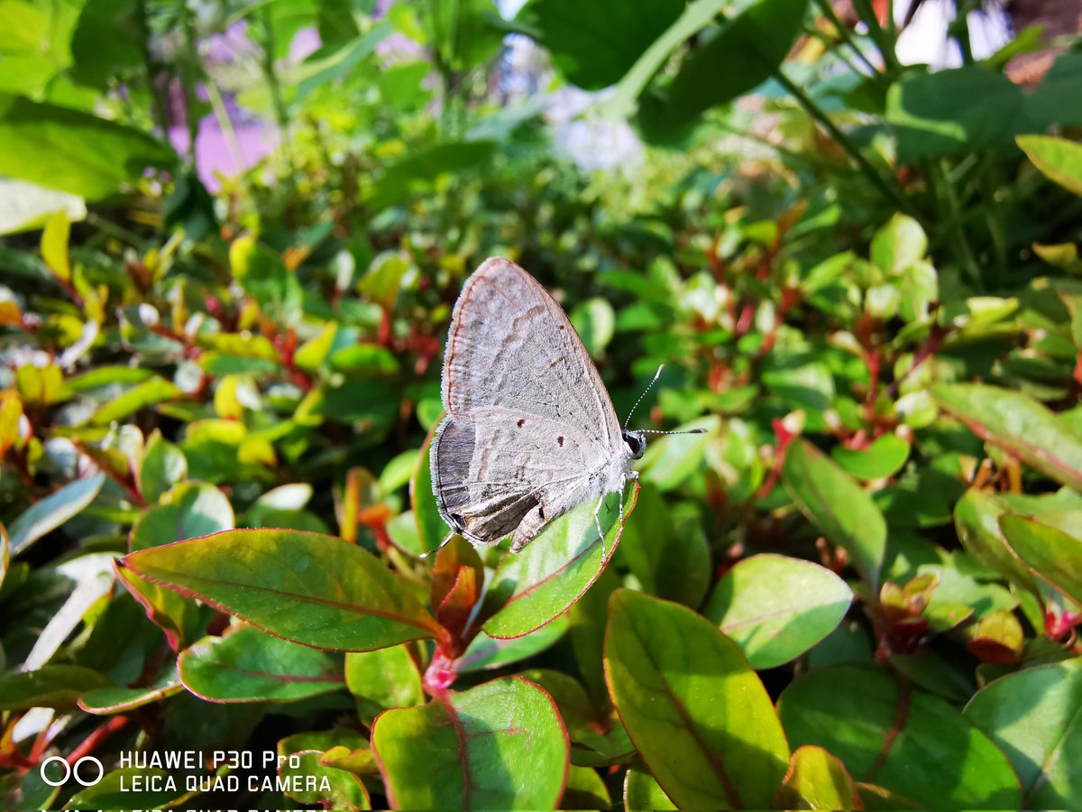 Siva_Bharani's tweet photo. Photos from #HuaweiP30Pro #NoEdit
2020 march la shoot panna photos
Leica optics 👌 https://t.co/toKAkcCEHG