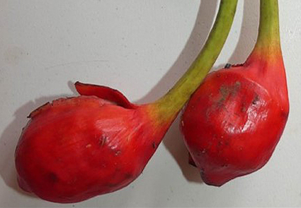 Syngonium huastecorum (#Araceae), a #newspecies from the north-central region of #Mexico 
phytotaxa.mapress.com/pt/article/vie… 
#Taxonomy