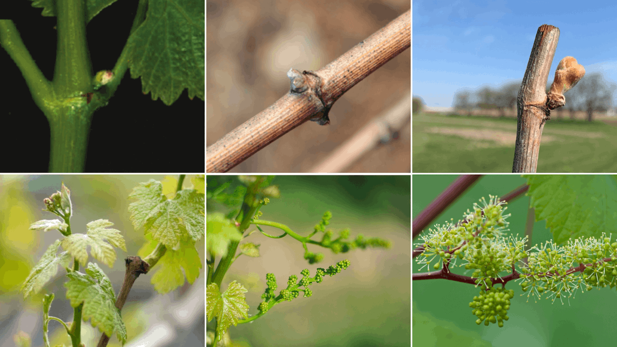 Spring Vineyard Tip #2: As #Spring unfolds, it's time to support #grapevine flower development!🌸By ensuring optimal light, maintaining soil moisture, and balancing nutrient levels ensure flower differentiation and a healthy crop! 

Learn more: evineyardapp.com/blog/2024/03/2…

#vineyard