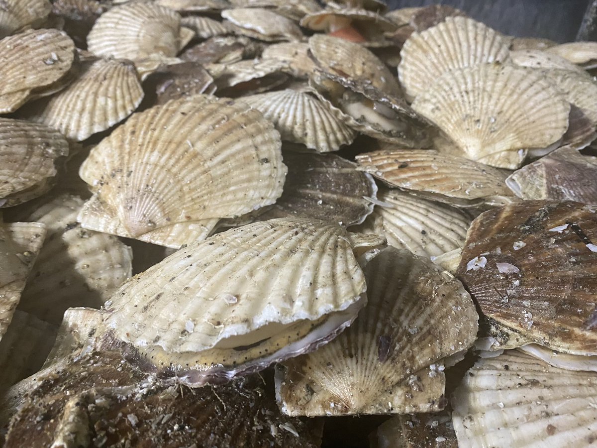 流氷明けの網走のほたてが始まりました！
これから流氷が持ってきたプランクトンを食べて卵が大きくなっていくんだろうなぁ〜