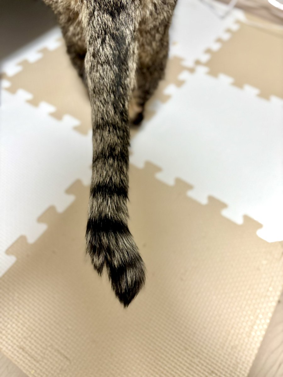 ikng_0's tweet image. 猫19歳を目前に猫又への準備始めたかもしれない