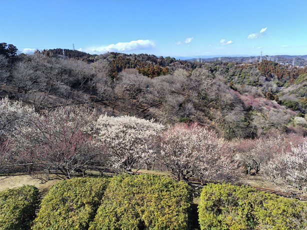 k_ipagent's tweet image. 本日「特許庁ステータスレポート2025」が公表されました。日本における2024年の特許出願件数は306,855件、実用新案登録出願件数は4,655件、意匠登録出願件数は32,065件、商標登録出願件数は158,792件でした。毎年これを見ると春が来たという感じがいたします🍀#特許庁 #特許出願件数 #商標登録出願件数