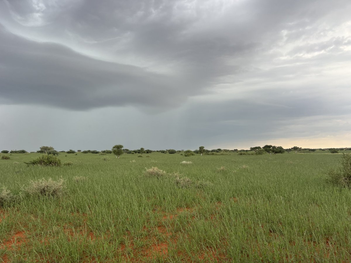 Surethaplaas's tweet photo. Ons was veld toe …wens ek kon julle saam vat… die skepping is net wonderlik👏🏻
Die reën het ons Nat gemaak!🙏🏻🙌🏻 #reen #geseen #geelkoppan #kalahari #boer #weer #liefde #2025 #24maart #beesskuif #love #rain #photooftheday https://t.co/CiMrC58LjD