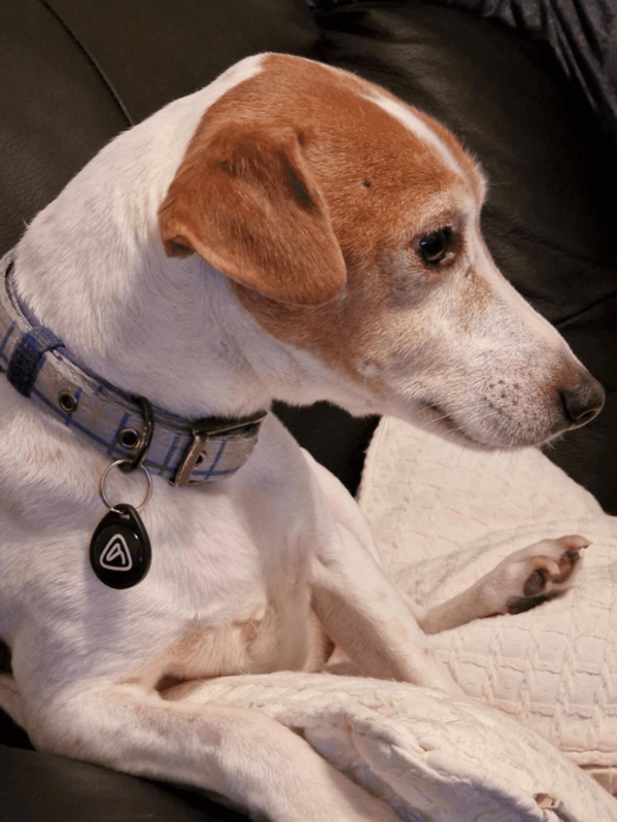 ApexiaGroup's tweet photo. Big thanks to Molly for sending in this adorable photo of Stan the Man! 🐾❤️ We’re loving the vibes! #StanTheMan #FurryFriend #ApexiaPet https://t.co/5ZueSe3ucA