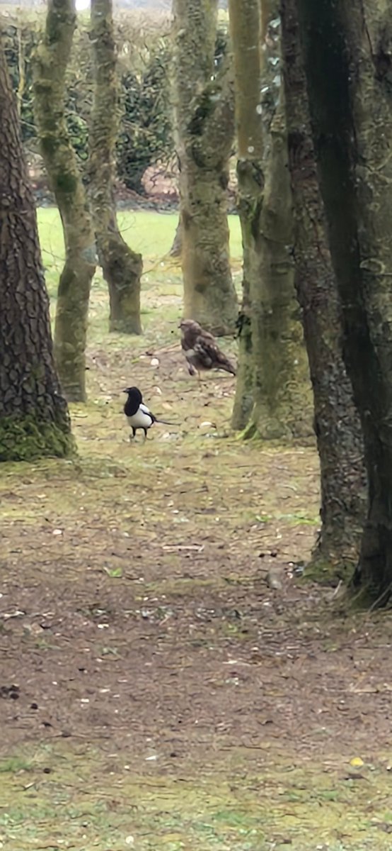 CumminsWally's tweet photo. @AthyGolfClub our frequent visitor touched down in trees between 4th and 5th hole earlier today https://t.co/DD4Oa1Rfqw