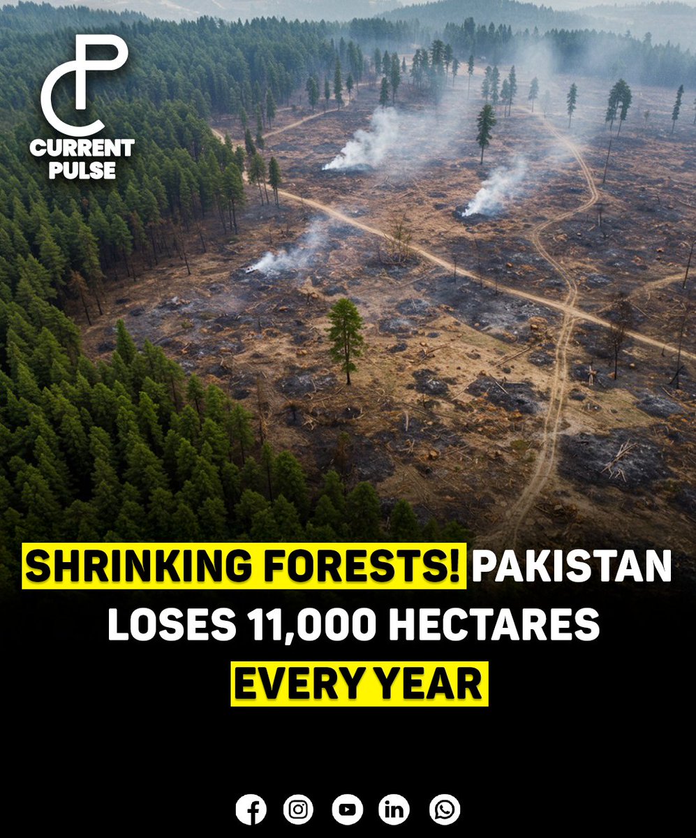 currentpulsec's tweet photo. Pakistan loses around 11,000 hectares of forests yearly due to wildfires, climate change, and land conversion, according to WWF-P. With only 5% forest cover.
#SaveForests #ClimateAction #Pakistan https://t.co/pQicTxNQlV