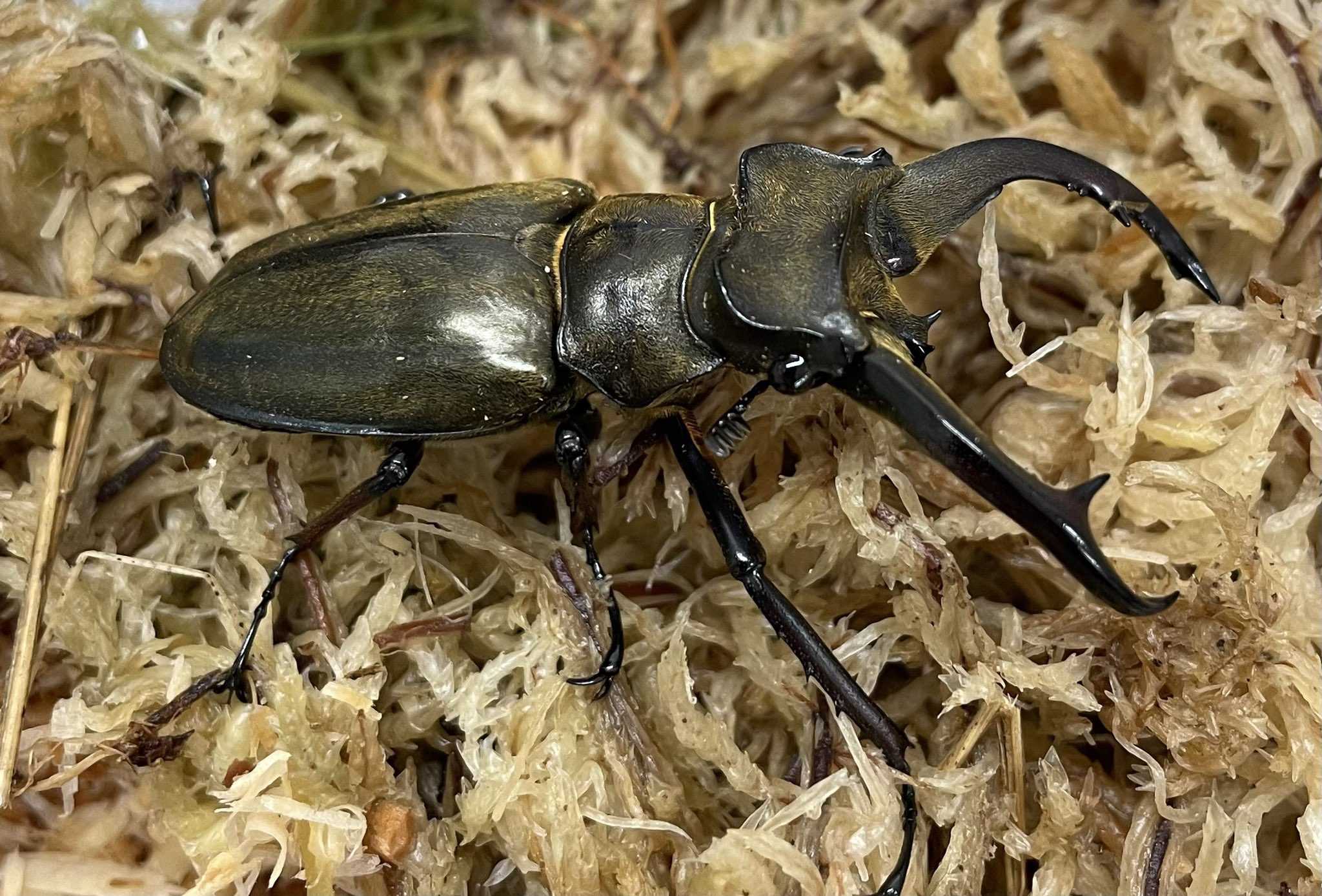 カブトムシ シムソンメンガタカブト（ムツノメンガタカブト） - カブトムシ
