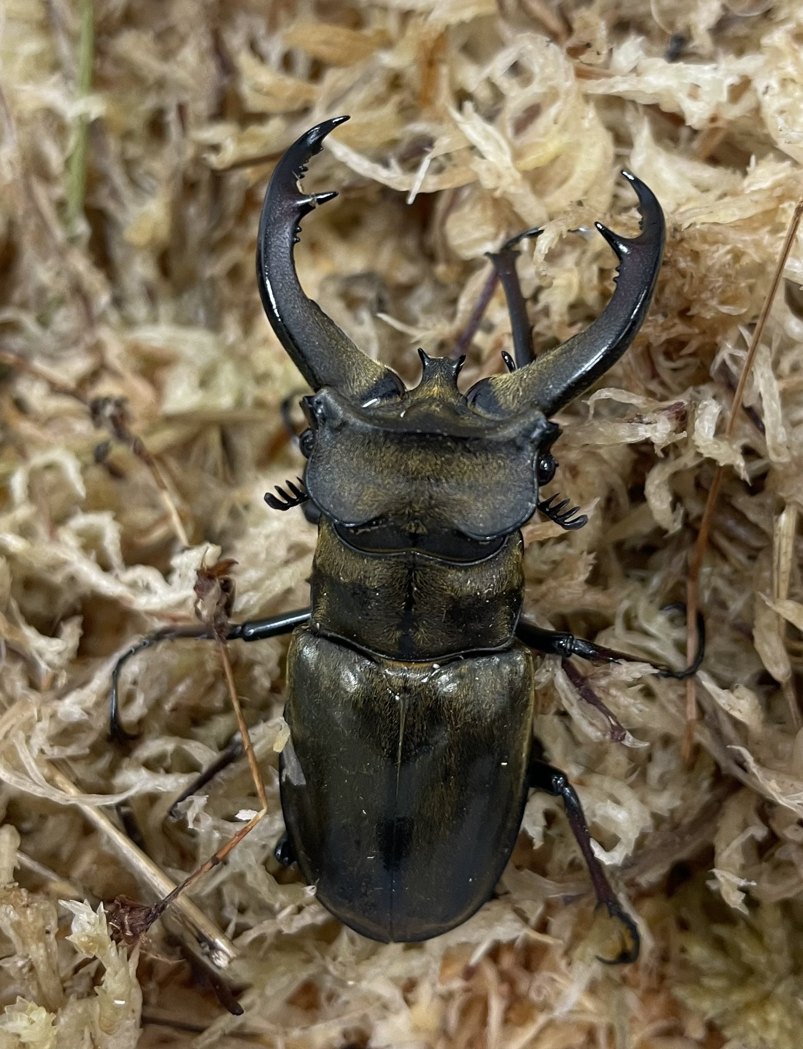 メガバス　セット　カブトムシさん hqdefault.jpg