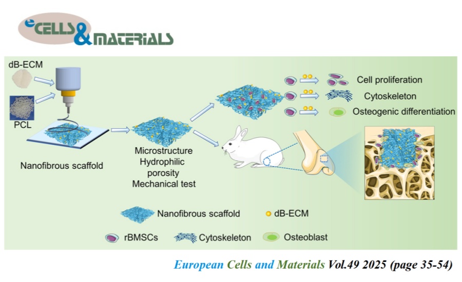 👏Check eCM latest articles: Electrospun bioactive poly(ε-caprolactone) nanofibrous scaffolds incorporated with natural decellularized bone extracellular matrix for bone regeneration

ecmjournal.org/papers/vol049/…

#BoneRegeneration #dECM #NanofibrousScaffold #Electrospinning #PCL