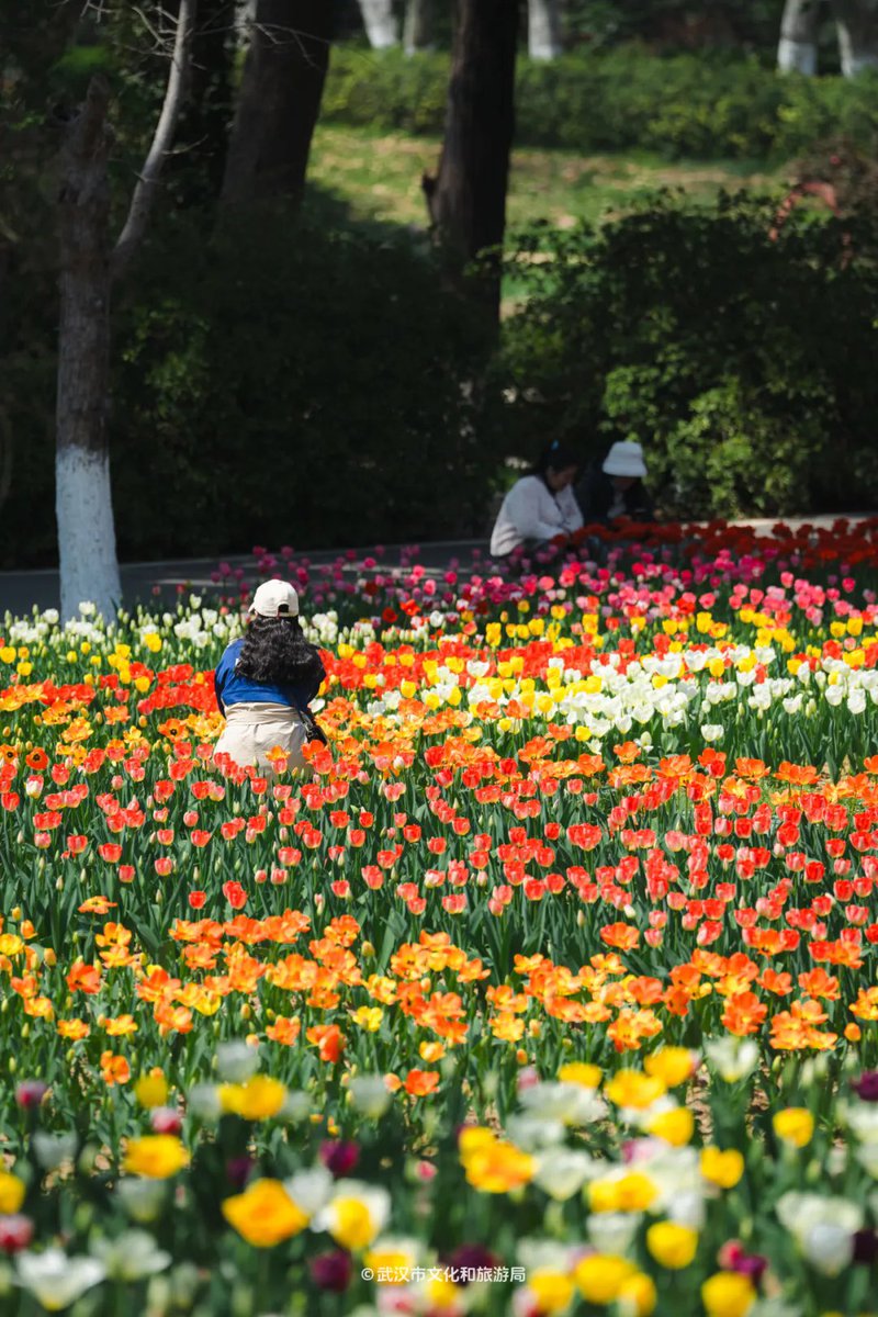 OpticsValleyCN's tweet photo. #Wuhan bursts with color as over 2 million #tulips reach full #bloom.๐ท
At the Wuhan Botanical Garden near the East Lake, 500,000 tulips form a dreamy, candy-colored sea beneath trees, beside ponds, and across hillsides. #OVCInBloom #BeautifulOVC #flower https://t.co/RKJO0TvqMg