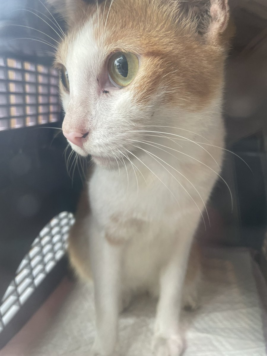 itsybitsymin's tweet photo. hi hi. I’m at the vet dah. Im such a good boy too, very manjaaa. - pikachu

Btw guys dia takde suara, meow2 but nothing is coming out. 😔 https://t.co/z3lsfRmmA6