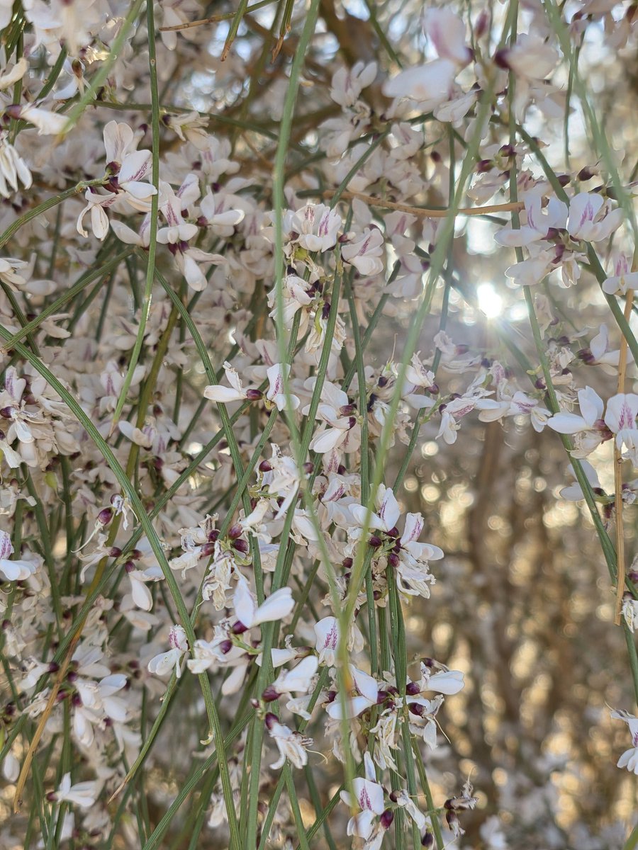 الإسم العربي : الرتم  
الإسم اللاتيني : Retama raetam
في موسم التزهير في منطقة العلا  في شهر  مارس

وتتميز مدينة #العلا في كثرة هذه الشجيرة
 #حرث #ليلة_القدر