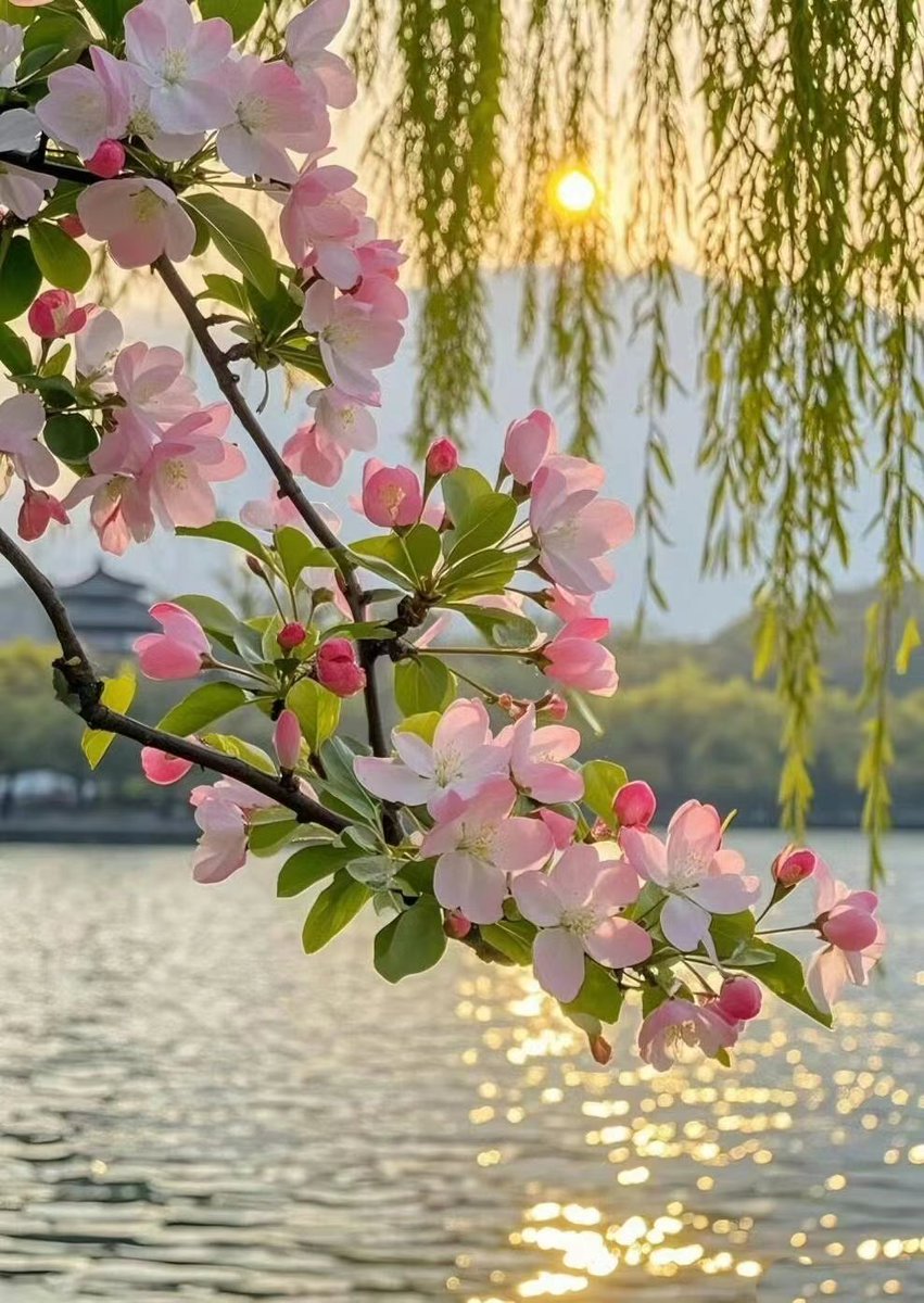 ailuqiao123's tweet image. Under the warm spring sun, the lake shimmers with light. The drooping willow branches gently sway, and the delicate pink crabapple flowers are in full bloom. At this moment, time is gentle and everything is beautiful.
#SpringScenery #NatureBeauty