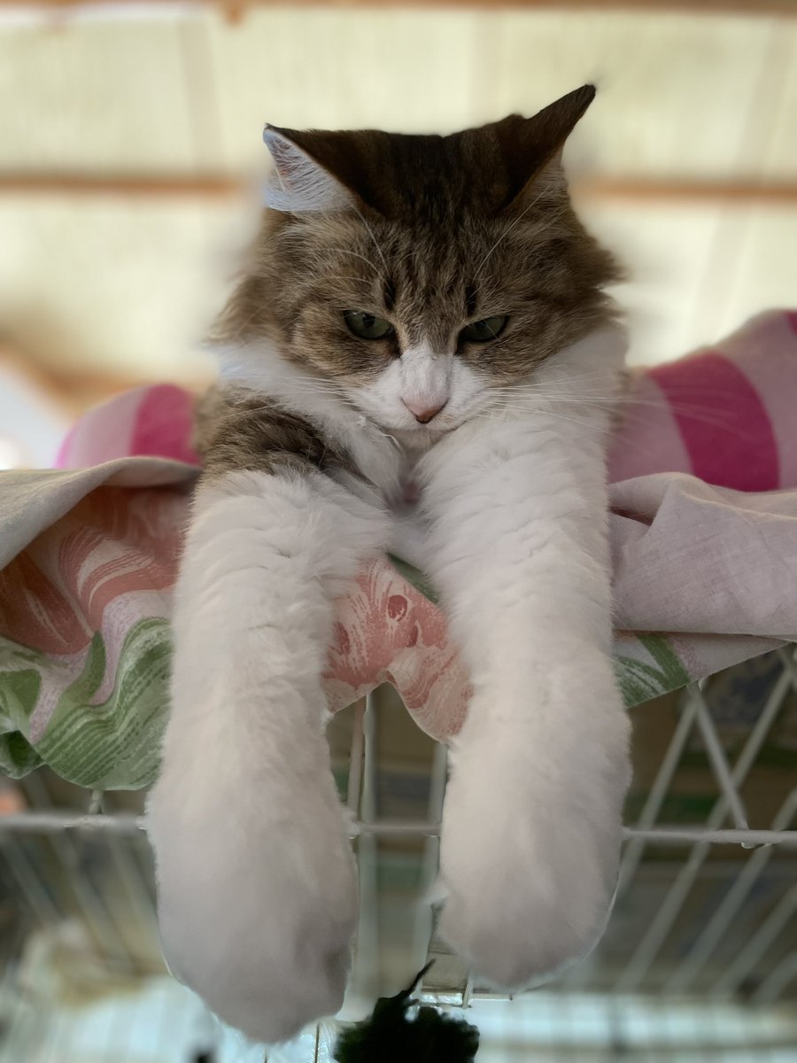 neconeco_8's tweet photo. 全体的にもふもふしてるけどこの腕たまらん🫶🏻
 #猫好きさんと繋がりたい
 #猫のいる暮らし https://t.co/ZIs24KJ8fc