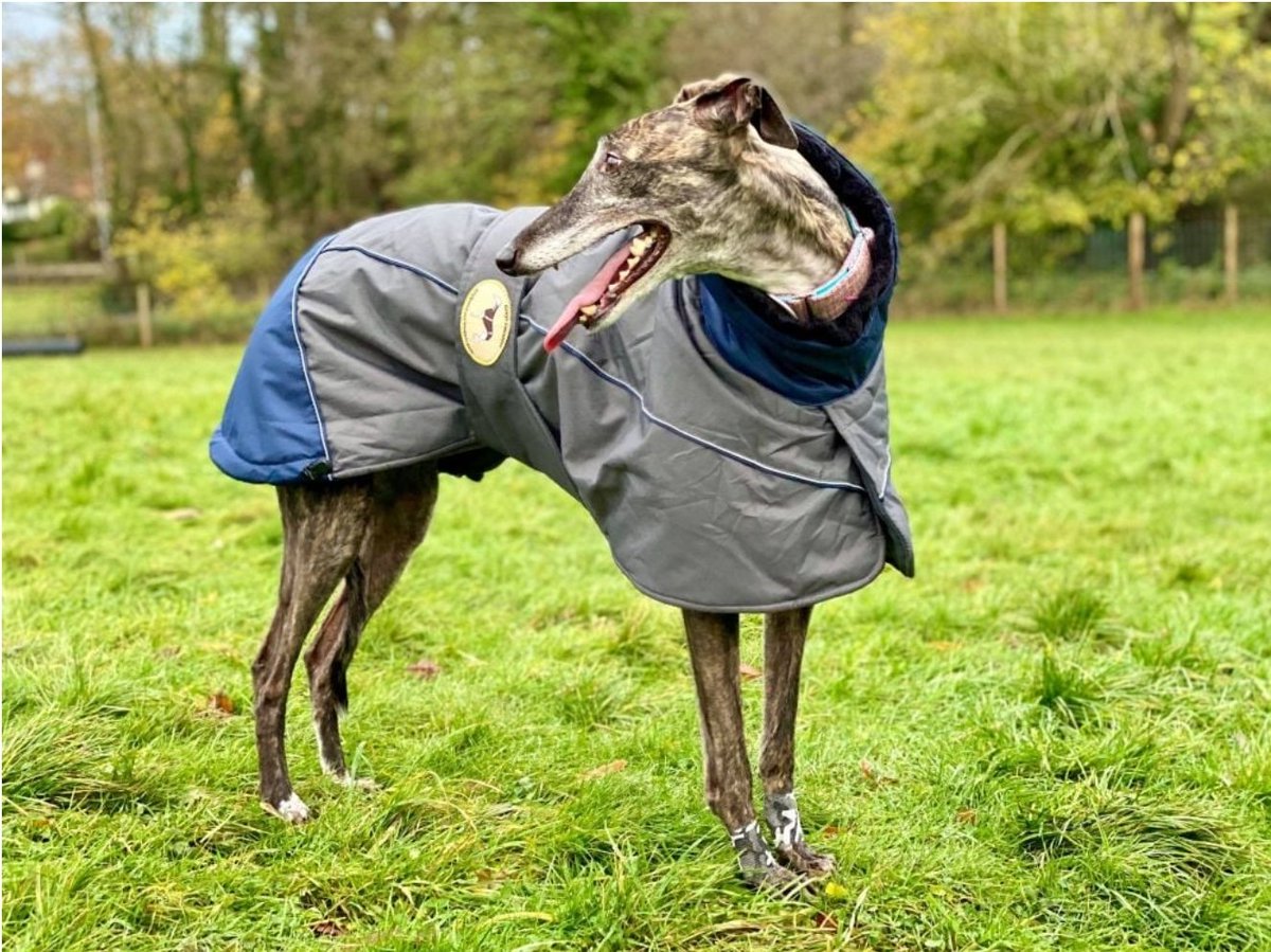 New stock alert ⚠️
Our original winter jackets in navy is back in stock and been added to the website in greyhound and whippet sizes
greytsweaters.com/collections/th…
#greyhoundcoats #whippetcoats #lurchercoats #greytsweaters #greyhound #whippet #lurcher