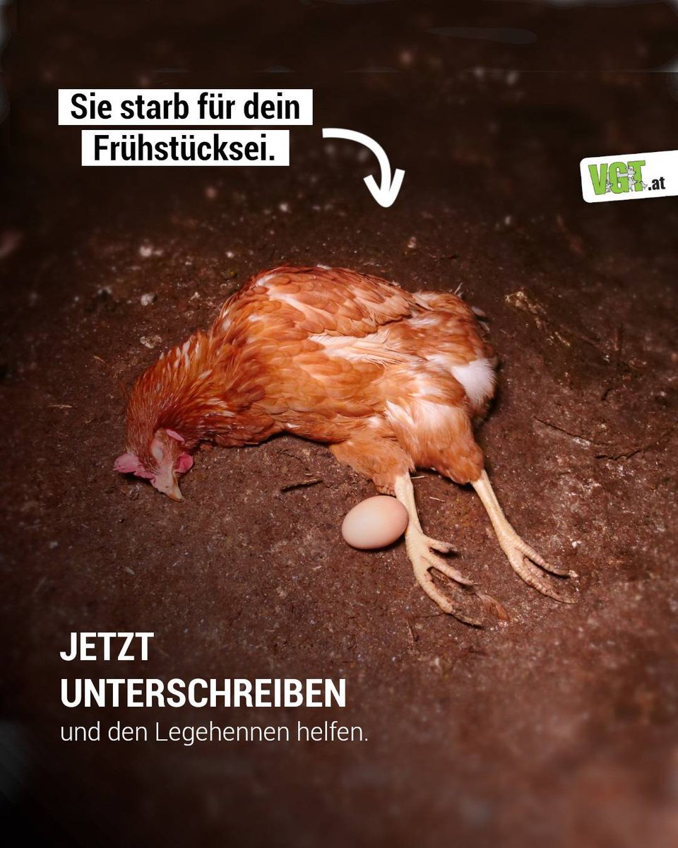 VGT - VEREIN GEGEN TIERFABRIKEN tweet media