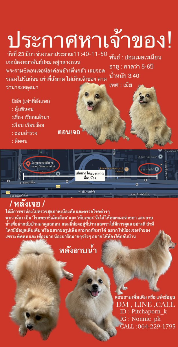 ฝากประจายข่าวหน่อยค่า #หมาแมวหลง