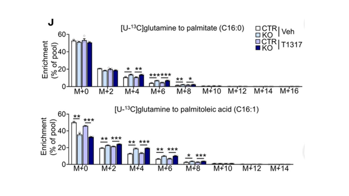 sreeparna_b's tweet image. Last week&apos;s papers on #cancer #metabolism &amp;amp; #glutamine via @Bims_BiomedNews 

biomed.news/bims-glucam/20…

Top pick: Disrupted Minor Intron Splicing Activates Reductive Carboxylation-mediated Lipogenesis to Drive Metabolic Dysfuncti… pubmed.ncbi.nlm.nih.gov/40100939/