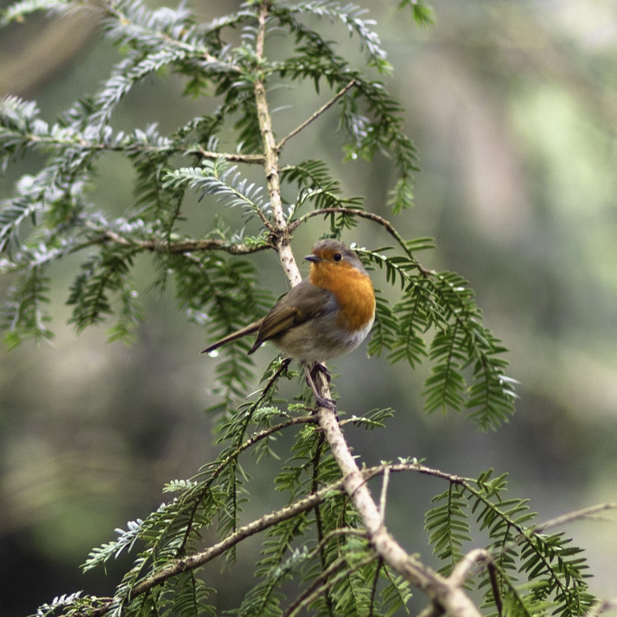 Robin on a branch

@ntmidlands #Baddesleyclinton <a href="/SolihullUpdates/">Solihull Updates</a> <a href="/nationaltrust/">National Trust</a>