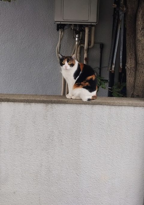 さっき外回り中に「今日はにゃんこに出会えるかしらん('ー`)?」と思って横を観た所…
🐱「そやにゃ~(✿︎' ꒳ ` )🐾」と言った感じでにゃんにゃんが居ましたw
更に人慣れしてるぽく、これだけ近づいても大丈夫な感じ⭐
軽く一撫でさせてもらったですよん😳✋🐈🐾