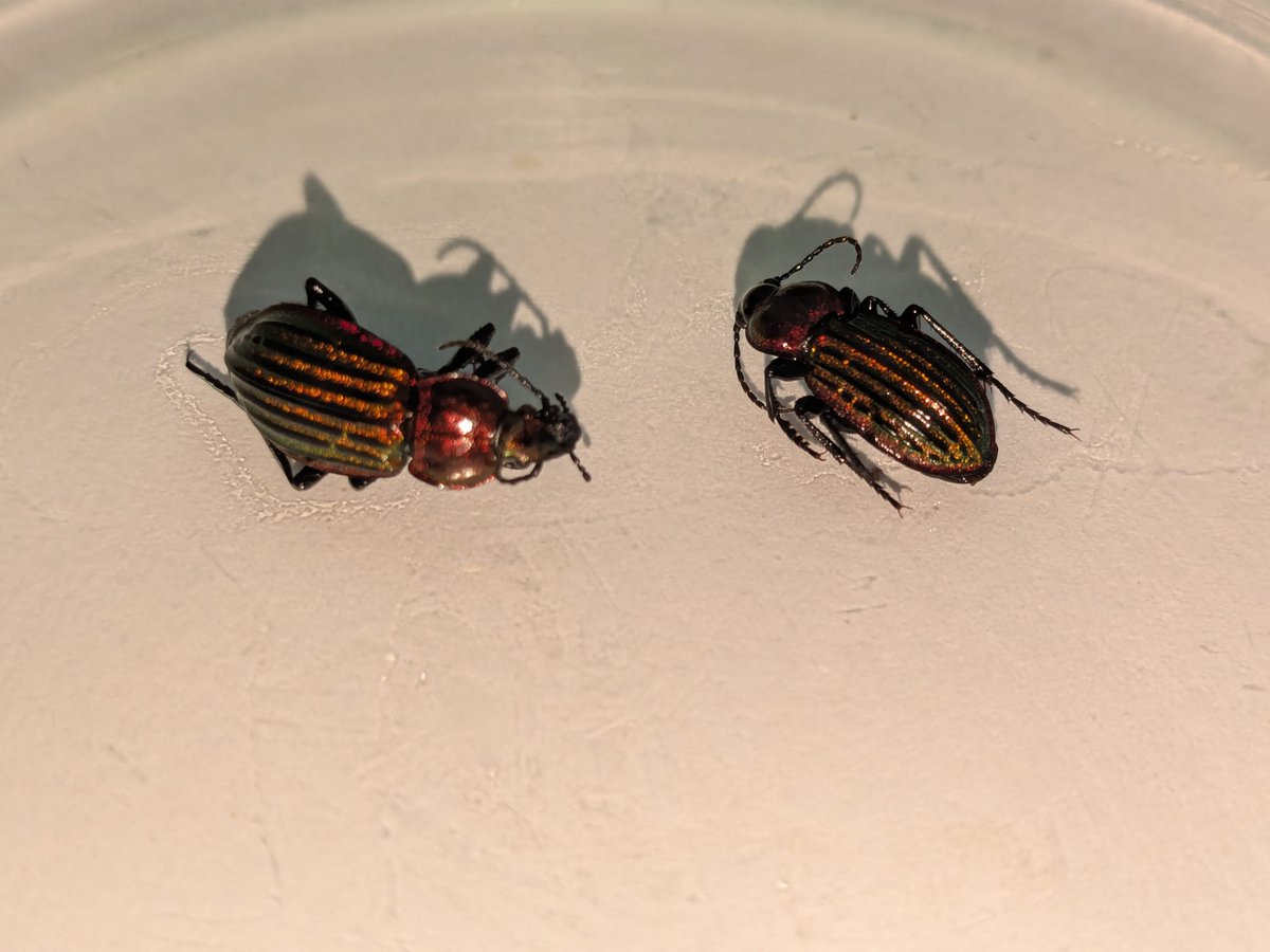 Striking #Carabid beetles found by our Uplands researchers!

These Carabid auronitens were found in pitfall samples while researching #moorland management techniques.

This species likes humid forests but also inhabits open areas at higher altitudes.