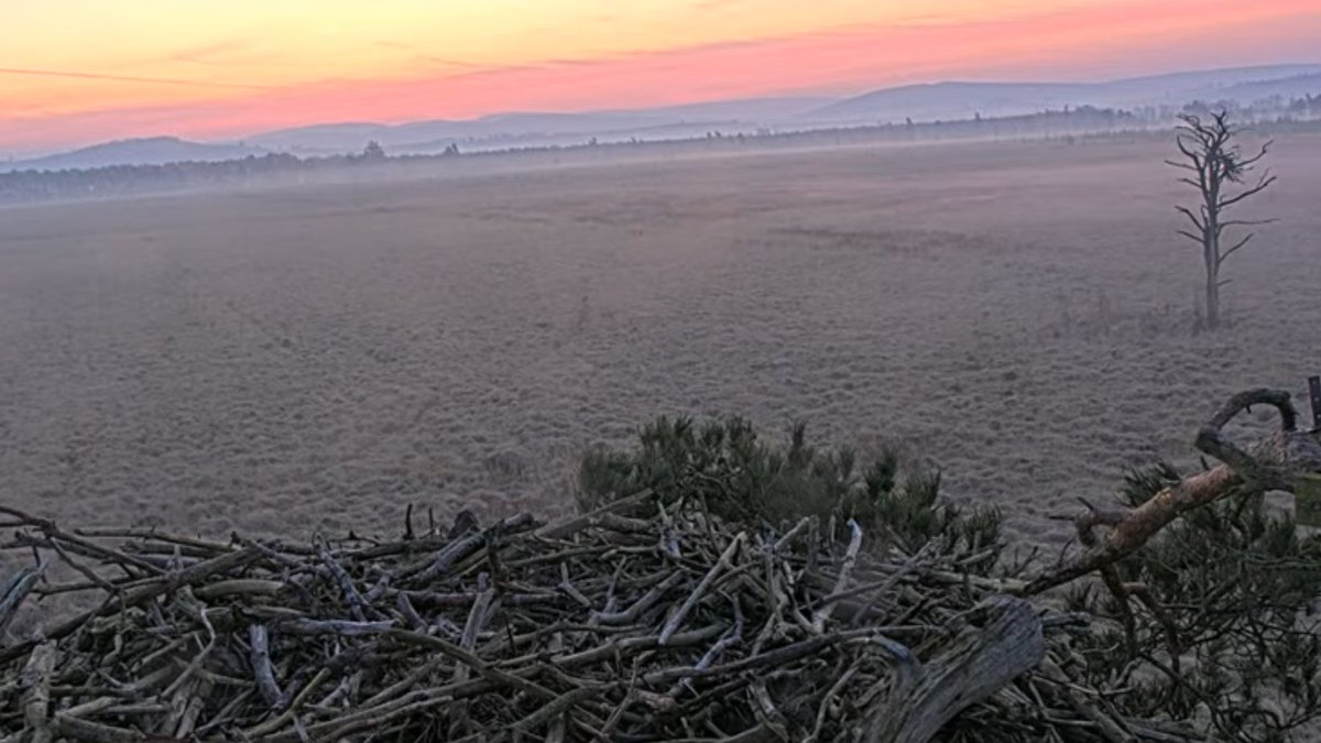 Foulshaw Ospreys tweet media