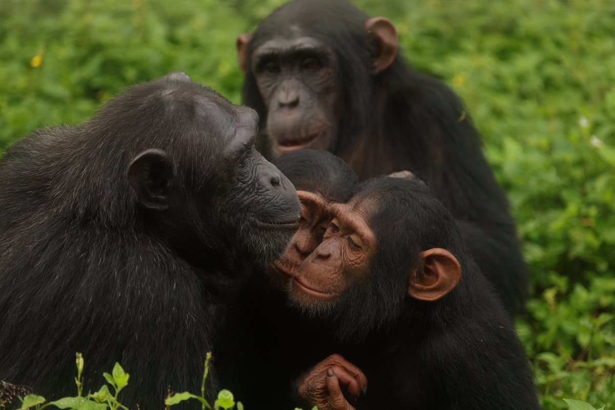 ngambaisland's tweet image. #Chimpchronicles
Meet Kyewunyo and Sarah! But the real question is… can you guess the names of the two little ones? Drop your guesses in the comments! 👇🏾
#GuessTheNames