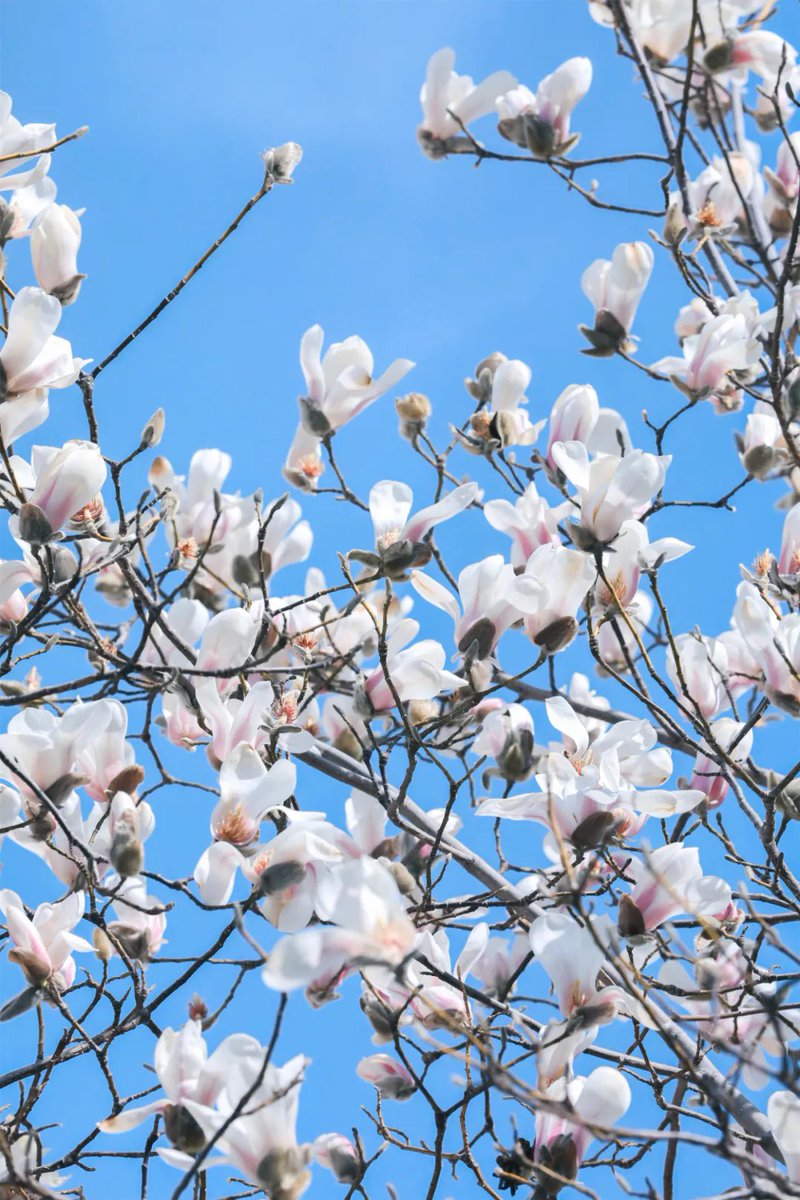 ZiboOfficial's tweet photo. 🌺🌺Spring blooms at the 7th Tanxi Mountain Spring Flower Festival in #Zibo on March 20.
Come for a floral extravaganza going until May! #TourZibo #ZiboSpring #GreenChina #NatureLover #NatureWonder #SpringPoetryInNature #SpringSymphony @GreenCN2030 https://t.co/IBPl1GgJqT