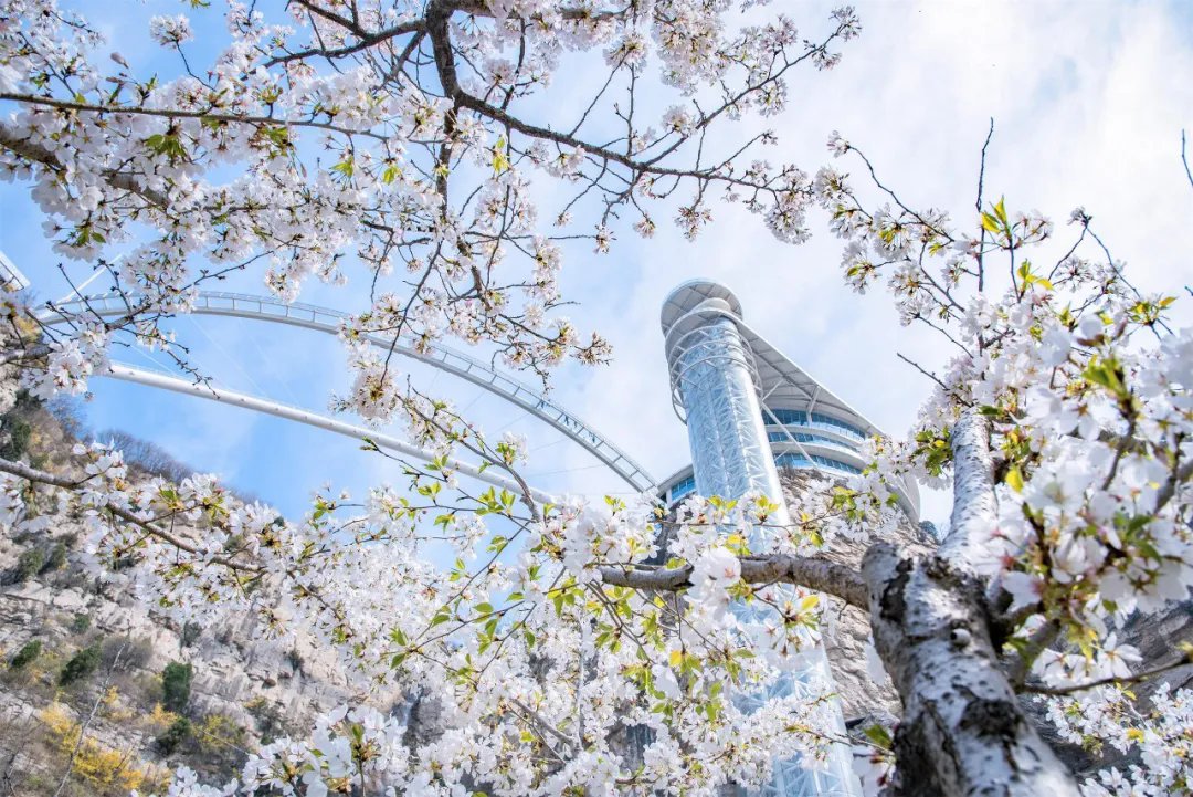 ZiboOfficial's tweet photo. 🌺🌺Spring blooms at the 7th Tanxi Mountain Spring Flower Festival in #Zibo on March 20.
Come for a floral extravaganza going until May! #TourZibo #ZiboSpring #GreenChina #NatureLover #NatureWonder #SpringPoetryInNature #SpringSymphony @GreenCN2030 https://t.co/IBPl1GgJqT